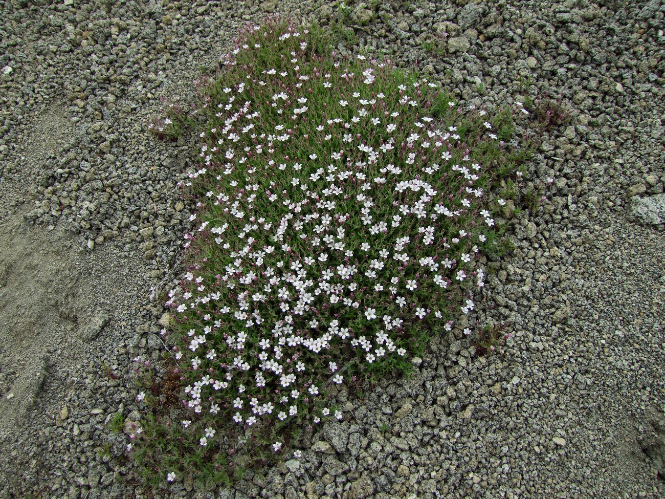 Изображение особи Gypsophila violacea.