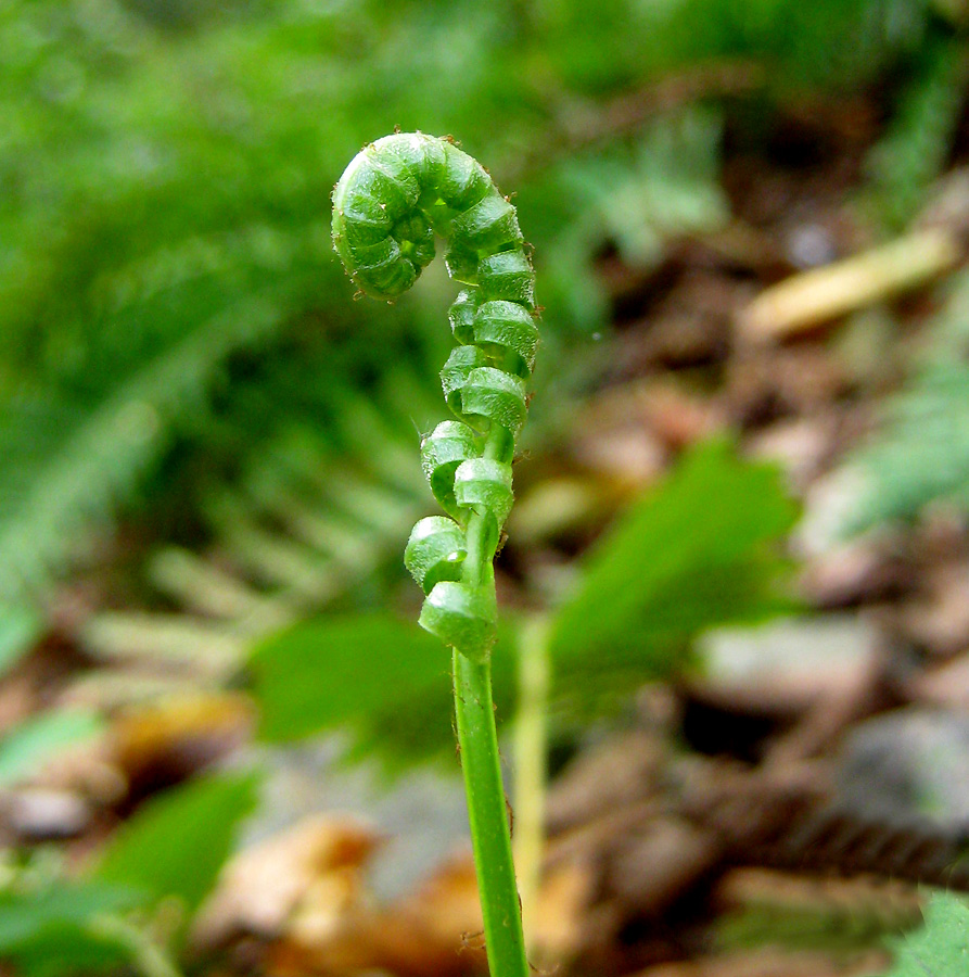 Image of Polypodium vulgare specimen.