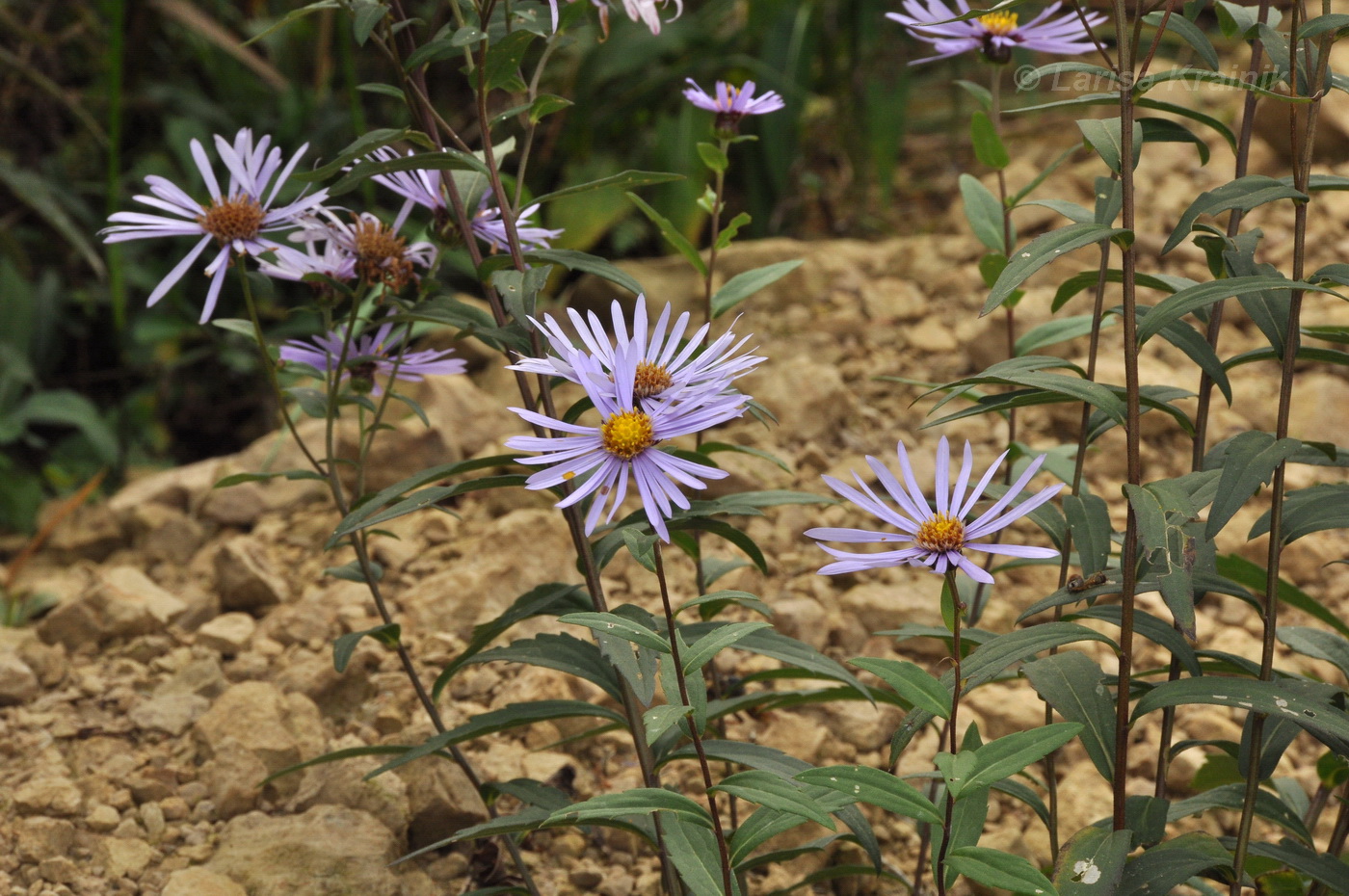 Изображение особи Aster maackii.