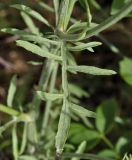 род Centaurea
