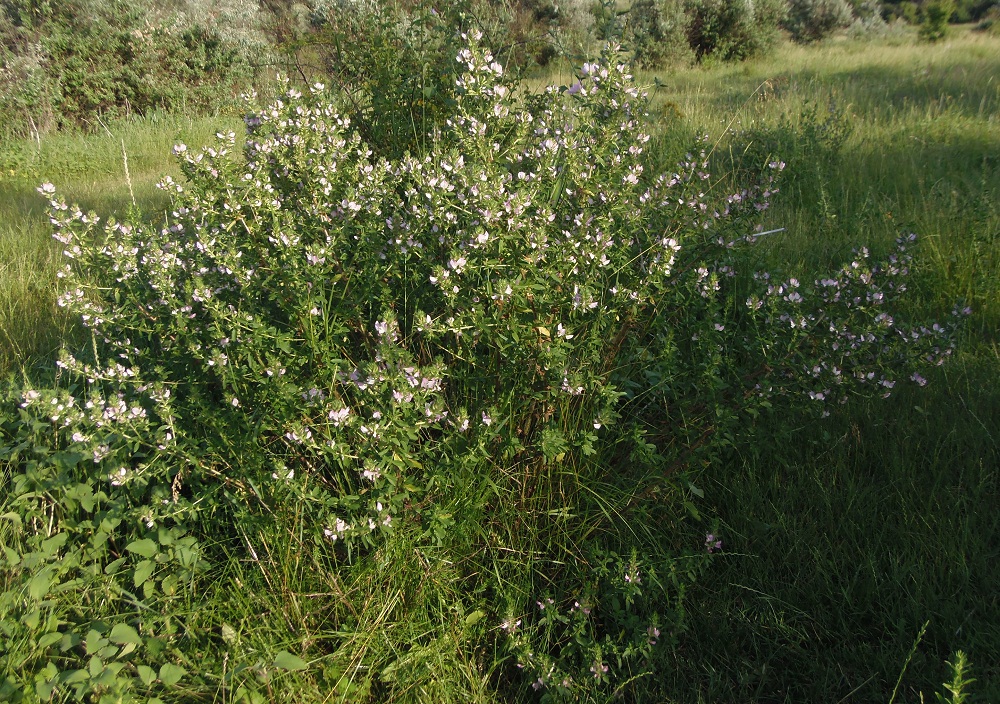 Image of Ononis arvensis specimen.