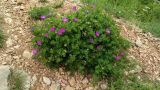 Geranium sanguineum