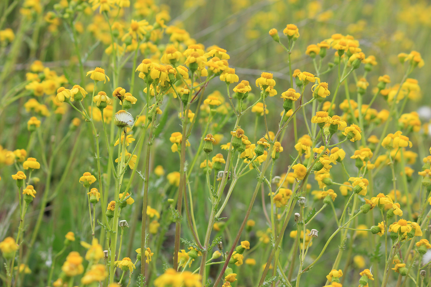 Image of Senecio vernalis specimen.