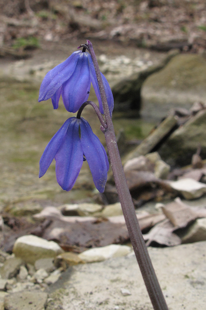 Изображение особи Scilla siberica.