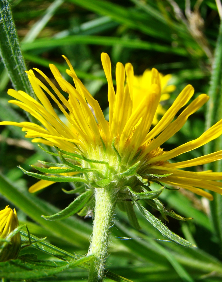 Изображение особи Inula britannica.