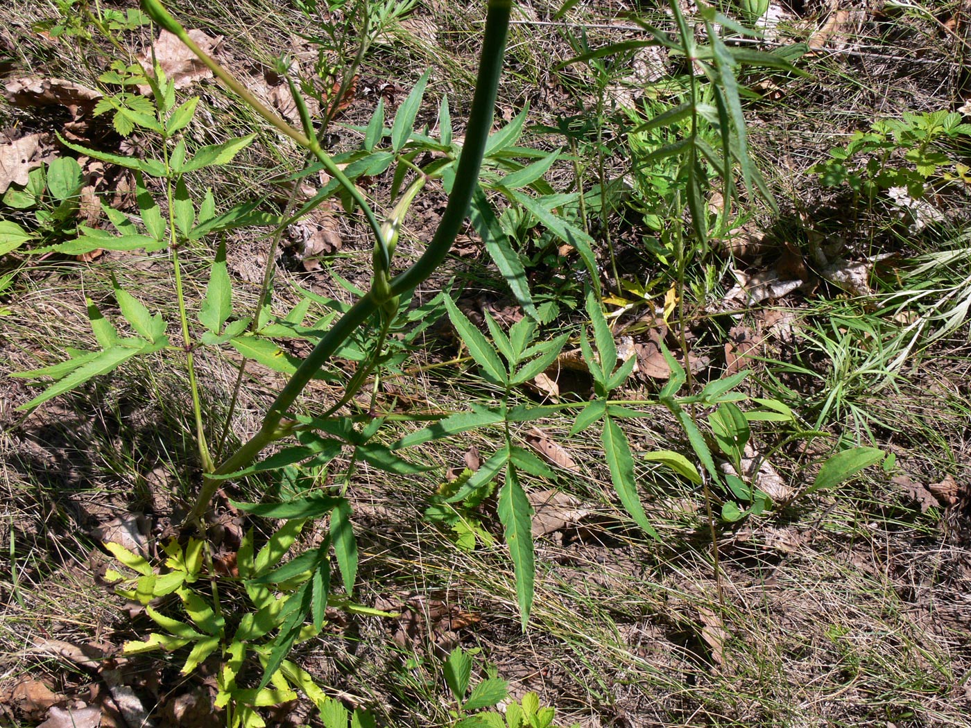 Image of Angelica czernaevia specimen.
