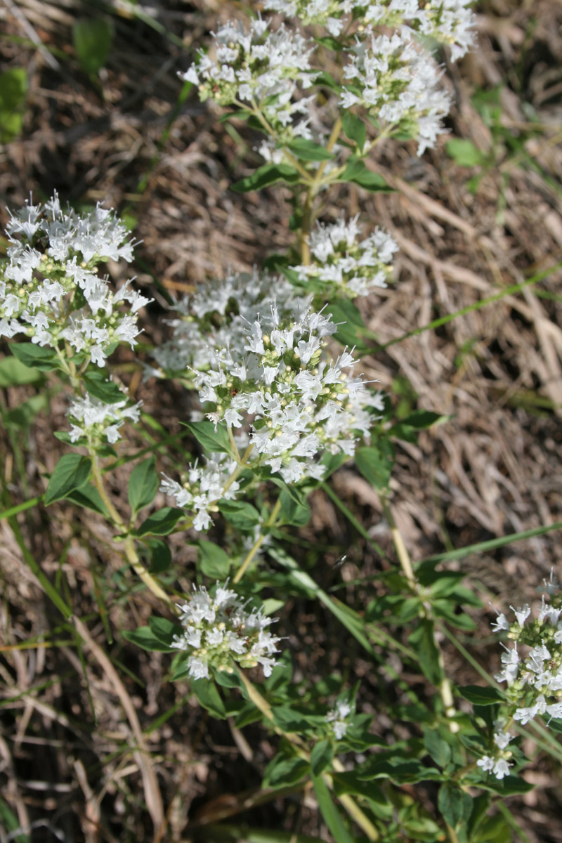 Image of Origanum vulgare ssp. viride specimen.