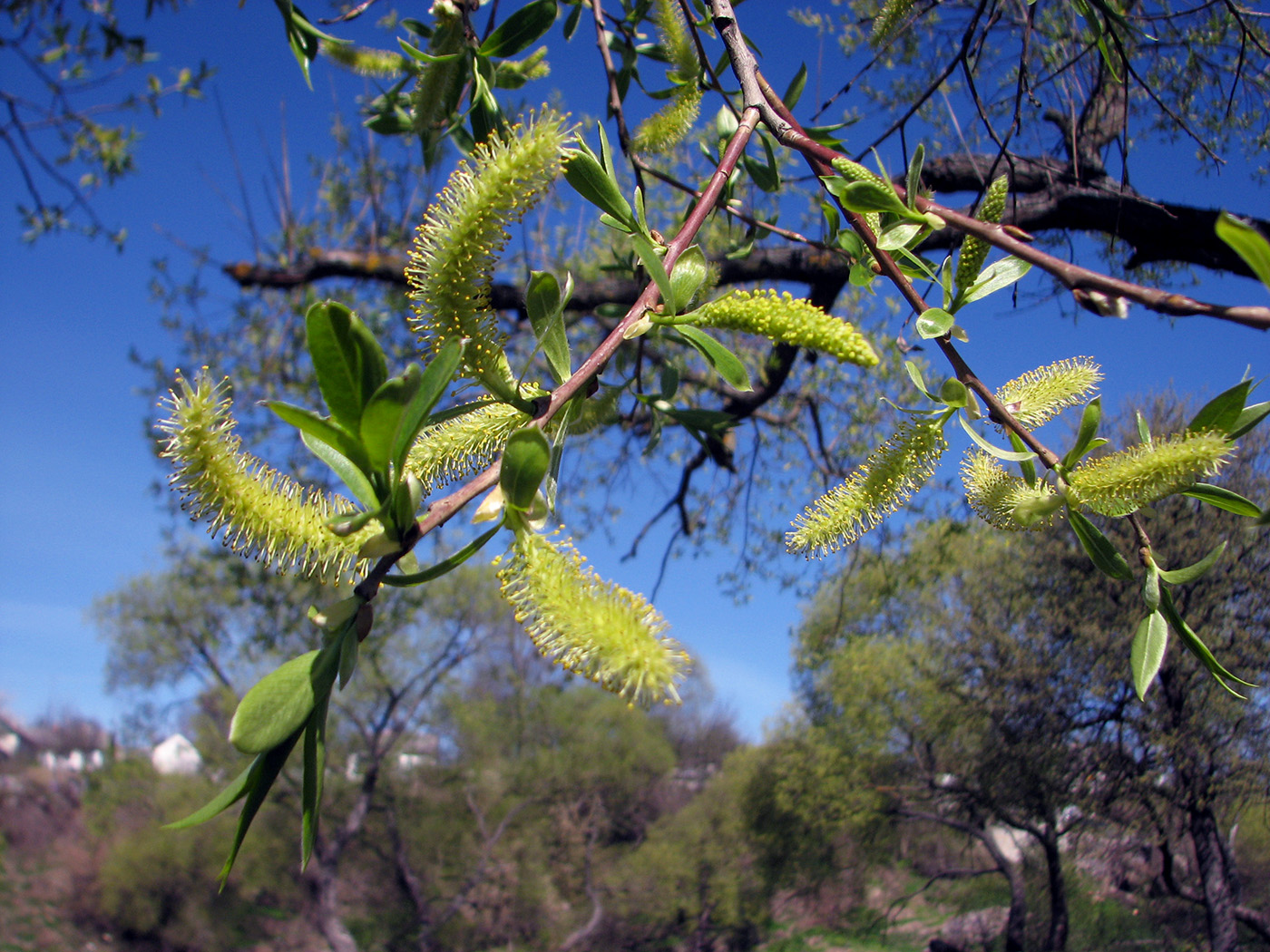 Image of Salix euxina specimen.