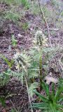 Pedicularis olgae