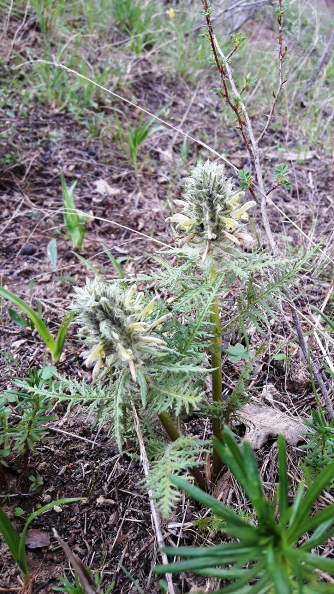 Image of Pedicularis olgae specimen.