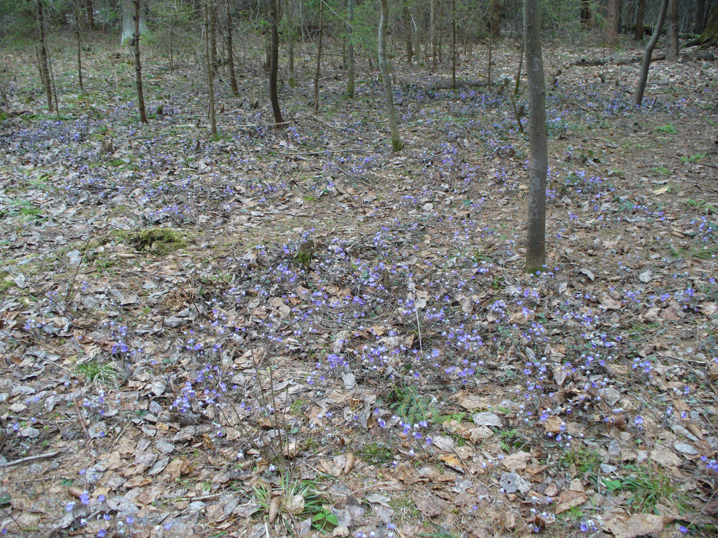 Image of Hepatica nobilis specimen.