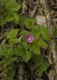 Rubus arcticus