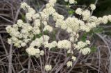 Spiraea crenata