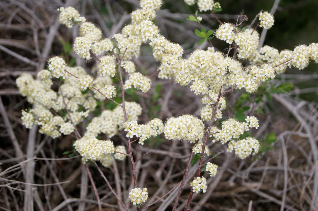 Image of Spiraea crenata specimen.