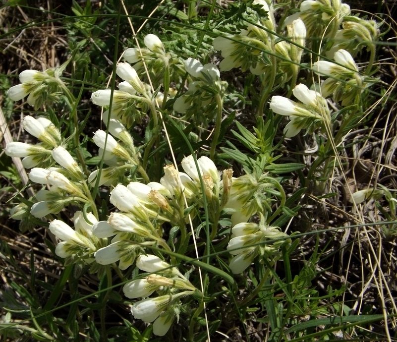 Image of Onosma simplicissima specimen.