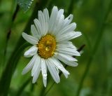 Leucanthemum vulgare