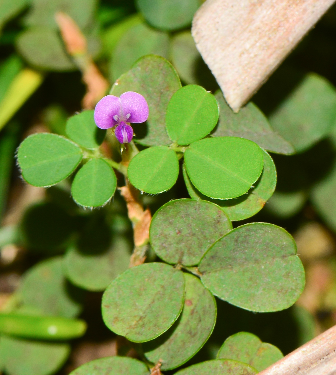 Изображение особи Desmodium triflorum.