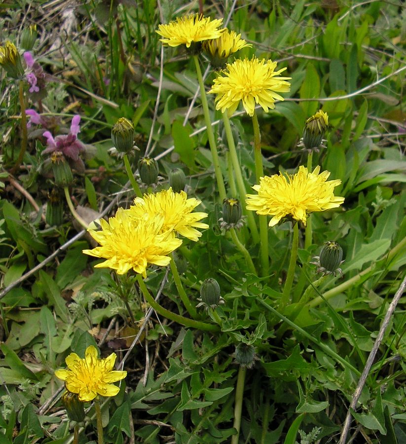 Изображение особи род Taraxacum.