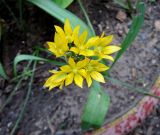 Allium moly