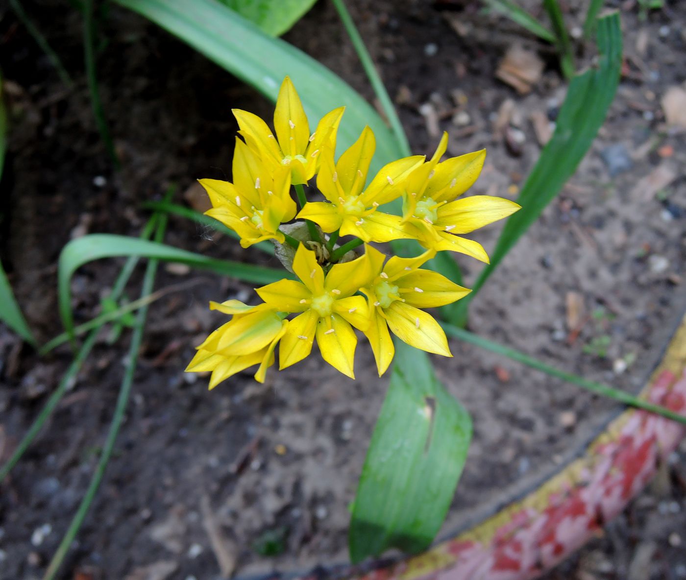 Изображение особи Allium moly.