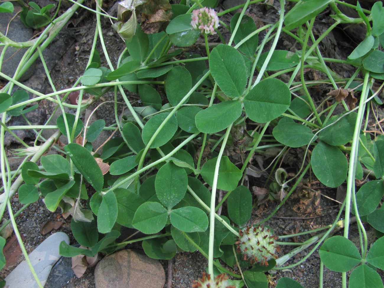 Изображение особи Trifolium bonannii.