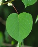 Actinidia polygama