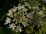 Heracleum sosnowskyi. Часть соцветия. Пермский край, Кунгурский р-н, долина р. Ирень в р-не урочища Кокуй, правый берег, луг. 22 июля 2017 г.