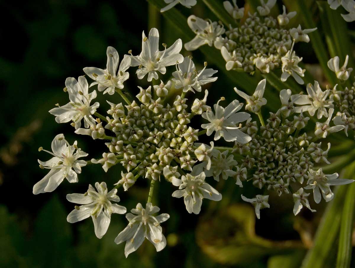 Image of Heracleum sosnowskyi specimen.