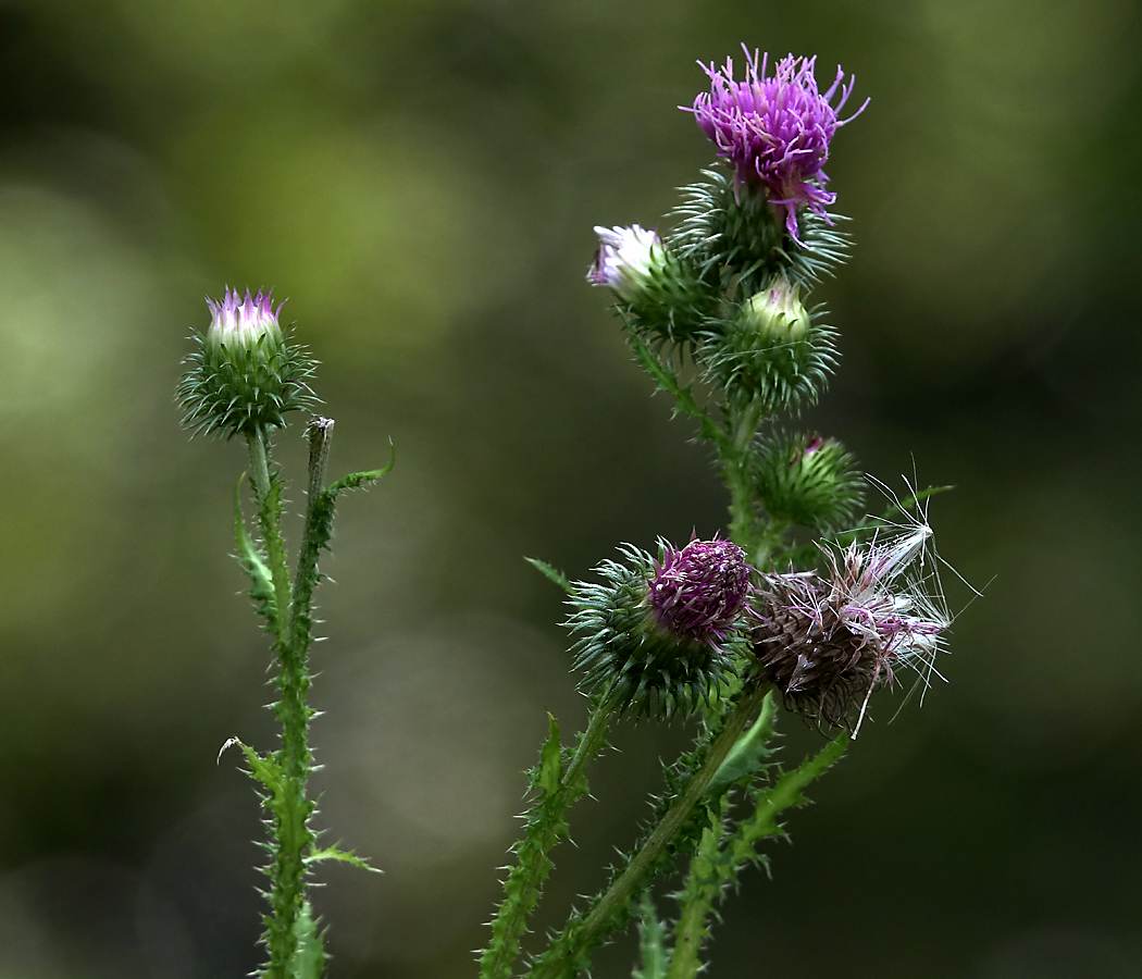 Изображение особи Carduus crispus.