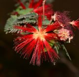 Calliandra californica