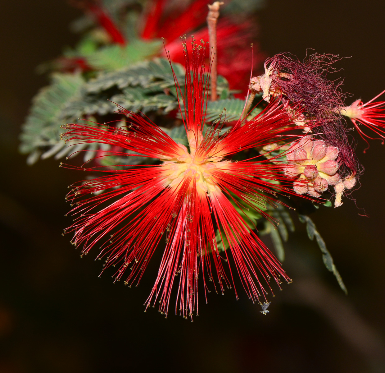 Изображение особи Calliandra californica.