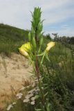 Oenothera rubricaulis