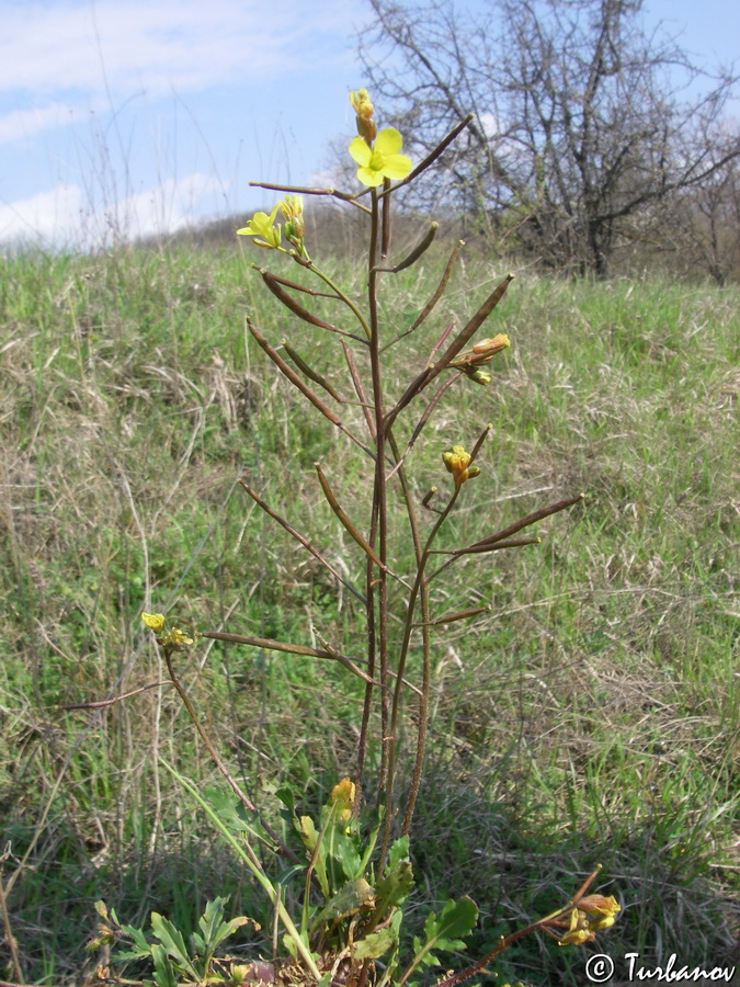 Изображение особи Diplotaxis muralis.