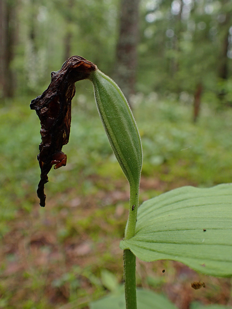 Изображение особи Cypripedium calceolus.