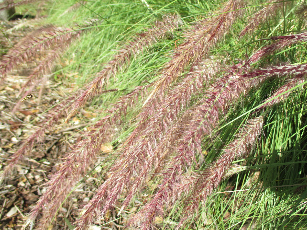 Image of Pennisetum setaceum specimen.