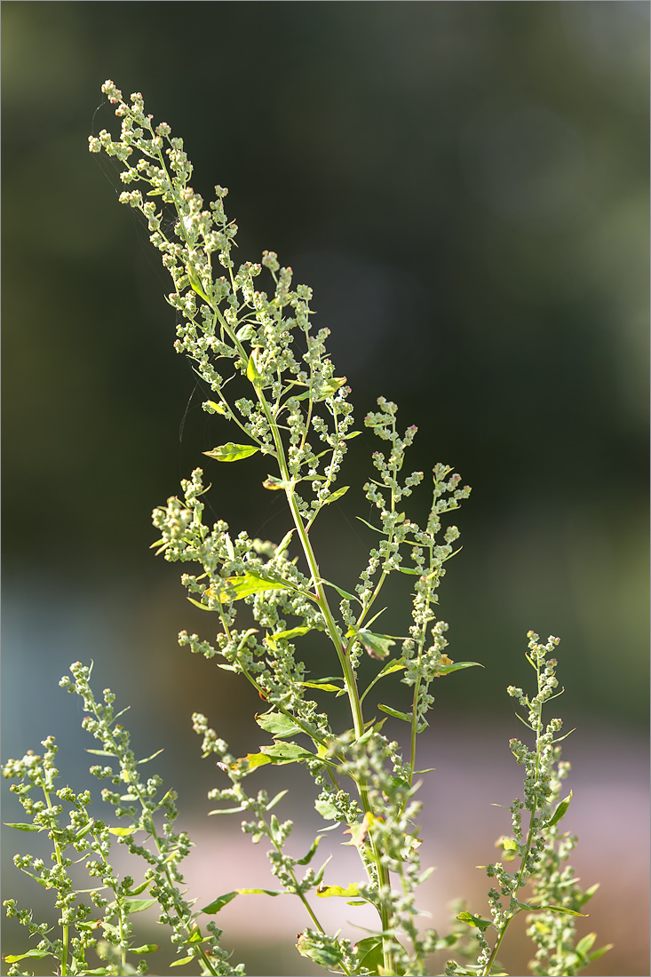 Image of Chenopodium album specimen.