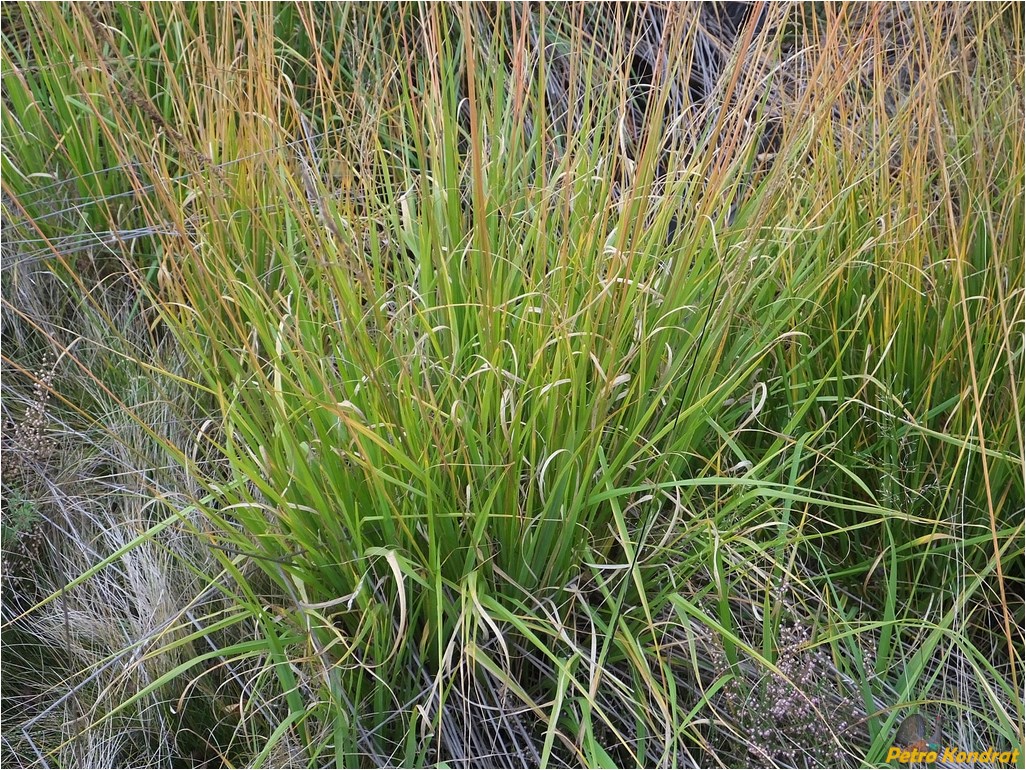 Image of familia Poaceae specimen.