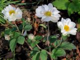 Anemone hupehensis