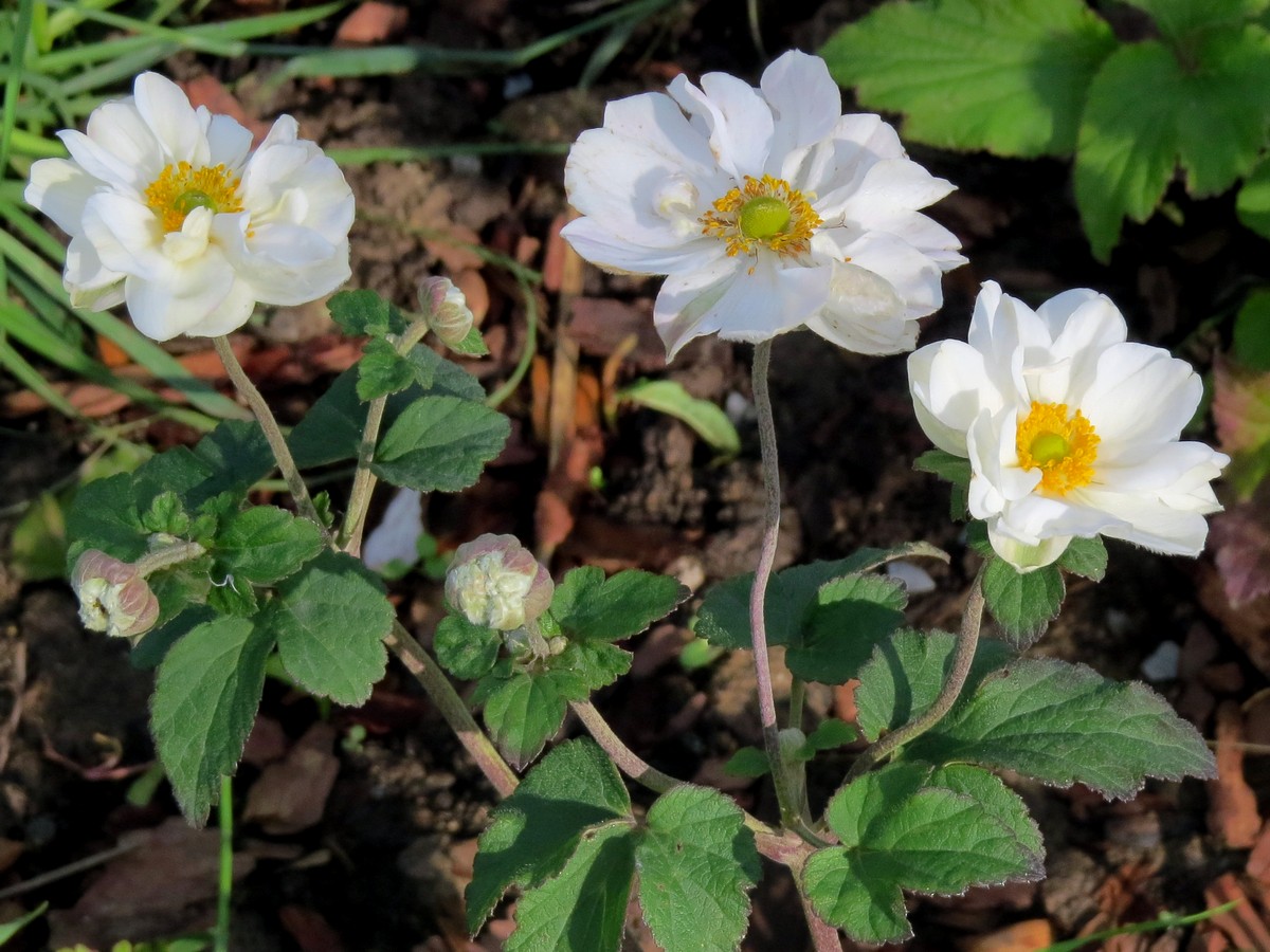 Изображение особи Anemone hupehensis.