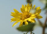 Grindelia squarrosa
