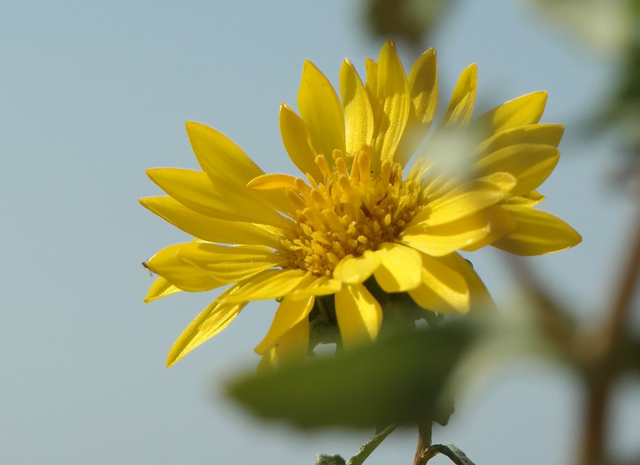 Image of Grindelia squarrosa specimen.