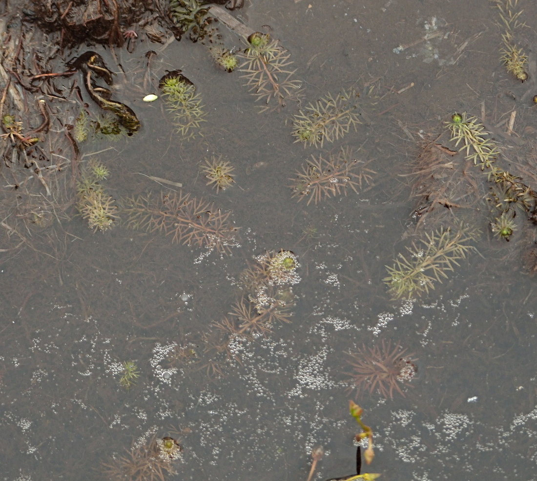 Изображение особи Utricularia intermedia.