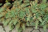 familia Crassulaceae. Вегетирующее растение. Крым, Южный берег Крыма, Никитский ботанический сад, в культуре. 29.10.2017.