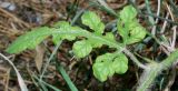 Citrullus lanatus