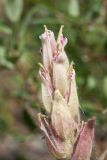 Castilleja lapponica