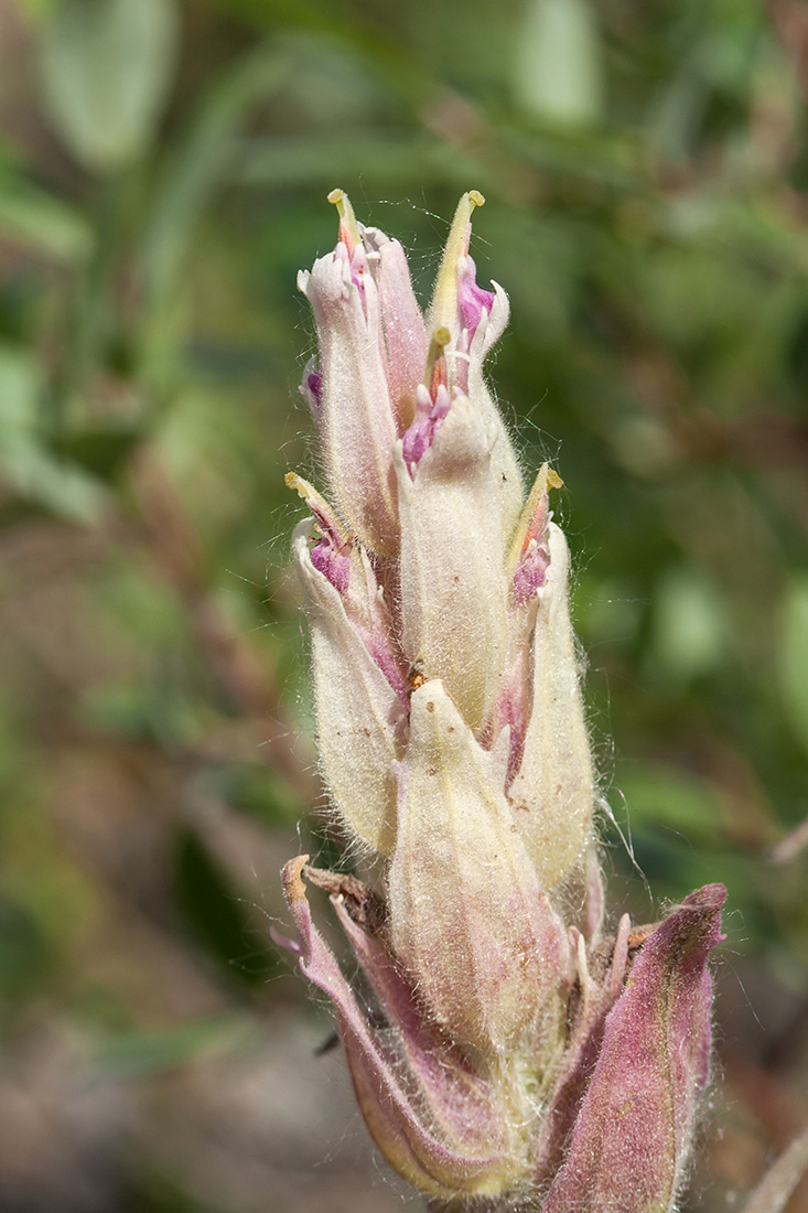 Image of Castilleja lapponica specimen.