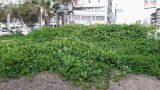 Passiflora foetida. Зацветающие и плодоносящие растения. Израиль, г. Бат-Ям, на спуске к морю. 13.09.2017.
