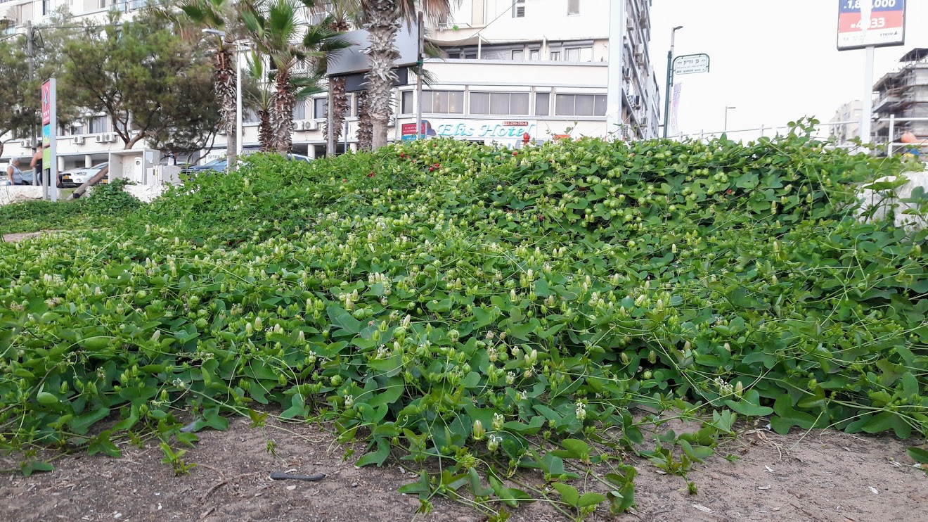 Image of Passiflora foetida specimen.