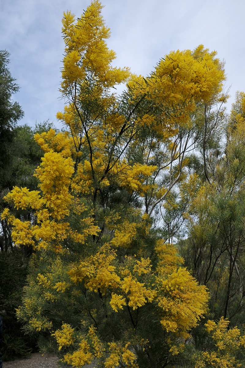 Image of Acacia boormanii specimen.