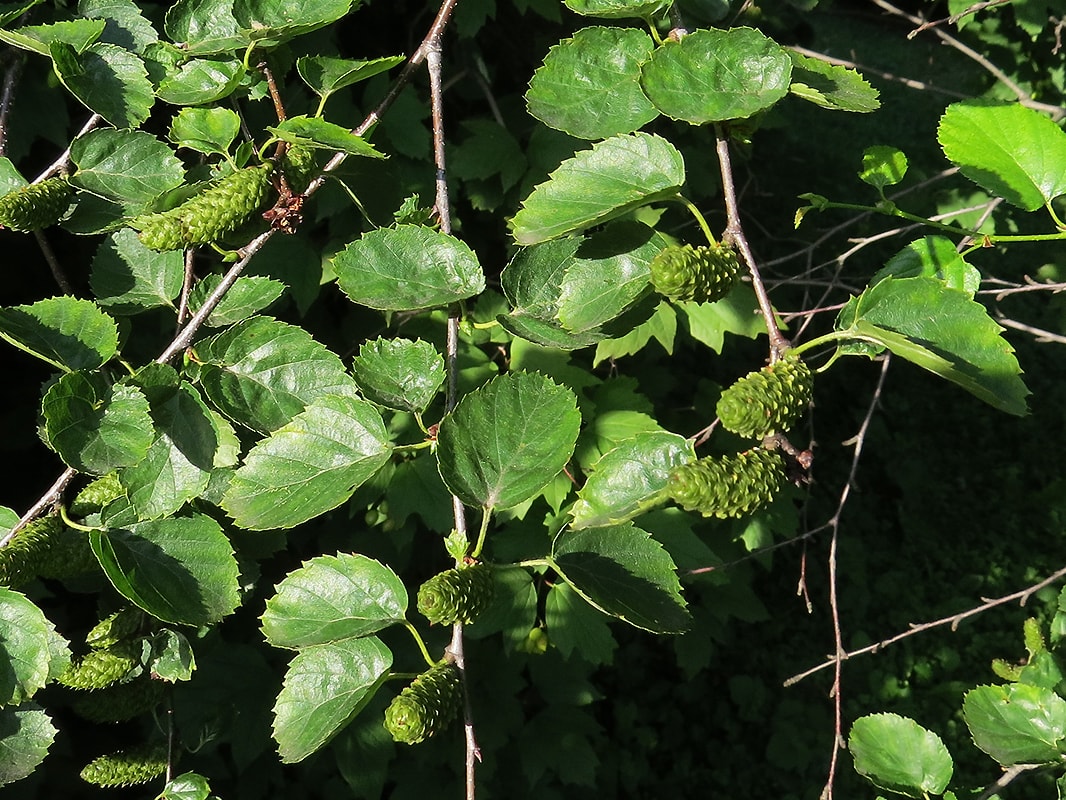 Изображение особи Betula lenta.